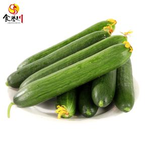 Wholesale China Grown Cucumber Green Fresh